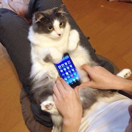 你试过用自己的宠物挡手机壳吗？萌萌哒！